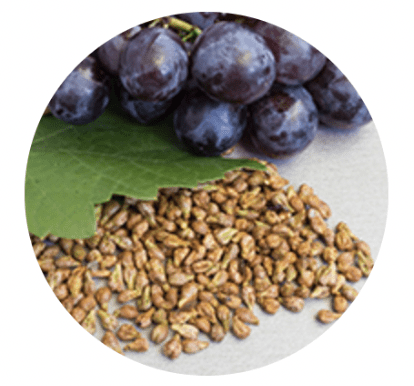 Grape Seed