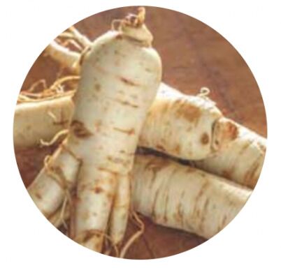Panax Ginseng